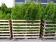 Thuja smaragd Lebensbaum (Thuja occ. smaragd), im 20L Container, 175-200 cm