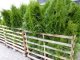 Thuja smaragd Lebensbaum (Thuja occ. smaragd), im 7,5L Container, 125-150cm