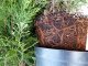 Thuja smaragd Lebensbaum (Thuja occ. smaragd), im 7,5L Container, 125-150cm