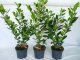 Kirschlorbeer Diana (Prunus laurocerasus Diana), 80-100cm, Container