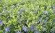 Kleines Immergrün (Vinca minor) im P9 Topf, 8-12 Triebe Kleines Immergrün (Vinca minor) im P9 Topf, 8-12 Triebe