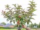 Weigelie Bristol ruby. 60-100 cm groß im 3 L Topf