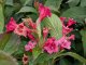 Weigelie Bristol Ruby - Weigela, 60-100 cm