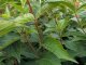 Weigelie Bristol Ruby - Weigela, 60-100 cm