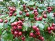 Weißdorn (Crataegus monogyna), 125-150 cm groß (3L Topf)