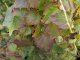 Wilder Wein Veitchii - Parthenocissus tricuspidata, 60-100 cm