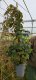 Wilder Wein - 60-100 cm - im Topf
