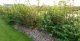 Ca. 65 m Naturhecke aus 250 Pflanzen - Freilandware, 50-80 cm groß