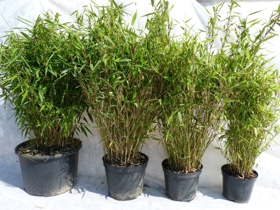 Hecken aus Bambus (Bambus Fargesia murielae) Bambus günstig und