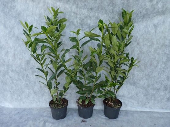 1,3 Liter Topf H/öhe: 50-60 cm ab Topf Prunus Caucasica 40 Kirschlorbeer Pflanzen
