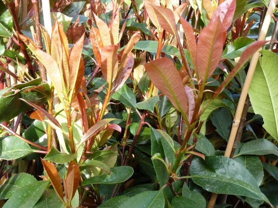 Rote Glanzmispel (Photinia Red Robin) im 3L Container, 100-125 cm