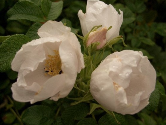 Weiße Heckenrose (Rosa rugosa alba) im 1L Container, 30-40 cm groß