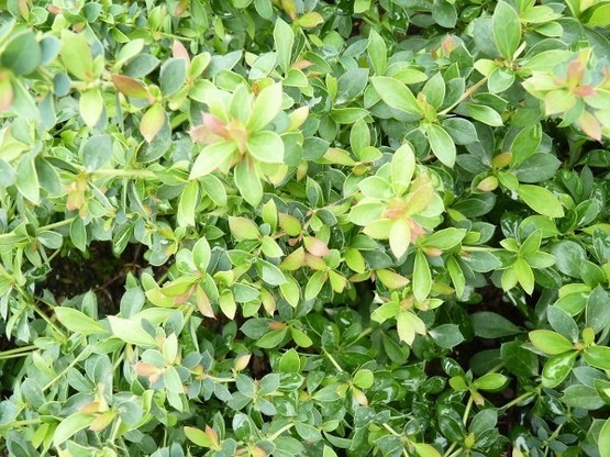 Buxusblättrige Berberitze (Berberis buxifolia Nana) 15-20 cm, im 1L Container
