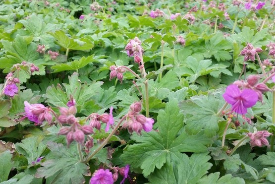 Bodendecker Geranium macrorrhizum