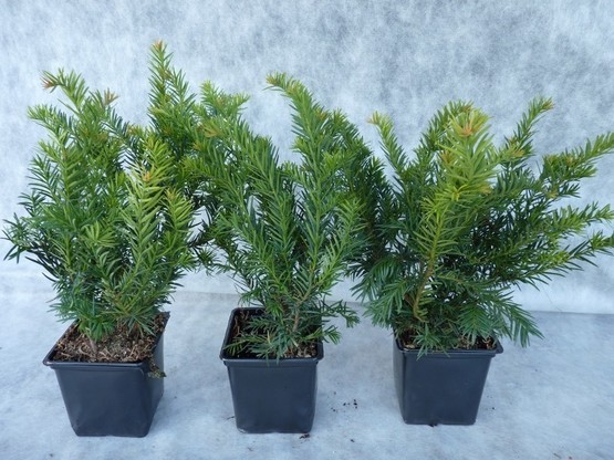 Taxus baccata 'Repandens', 20-30 cm groß, im 1L Container