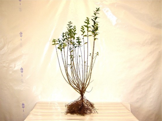 Liguster (Ligustrum vulgare Atrovirens) wurzelnackt, 80-100cm