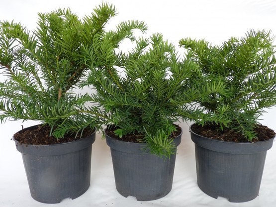 Taxus baccata Repandens, 30-40 cm groß, im 3L Container