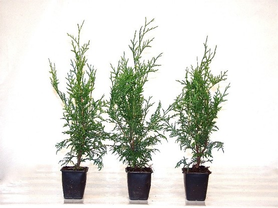 ab 2,49 Euro Thuja brabant kaufen Preiswert ab Baumschule