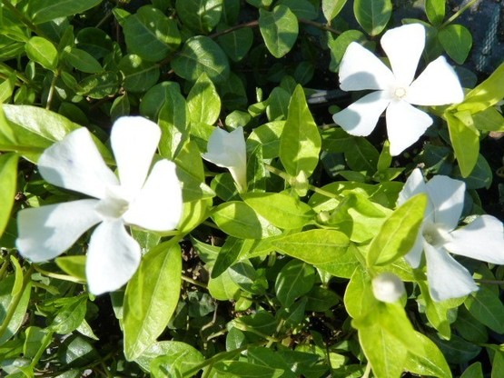 Bodendecker Vinca Minor 'alba'