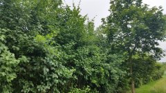 40 m Naturhecke aus 150 Pflanzen - Freilandware, 50-80 cm groß