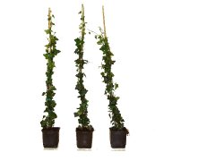 Hedera Helix/Efeu, gestäbt, 100-125 groß, im 1L Container
