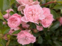 Rose The fairy (Bodendeckerrose)