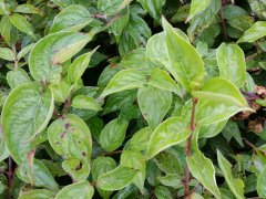 Kornelkirsche (Cornus mas) im Topf, ab 50 cm bis 125 cm