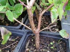 Kornelkirsche (Cornus mas) im Topf, ab 50 cm bis 125 cm