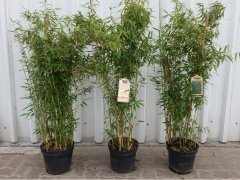 Bambus Fargesia murielae Deep Forest® , im 7,5L Container, 100-125 cm groß