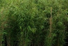 Bambus Fargesia murielae 'Deep Forest'® im 7,5L Container, 125-150 cm groß