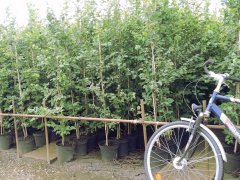 50 x Klimabaum im 3-5L Topf, je 100-200 cm groß 50 x Klimabaum im 3-5L Topf, je 100-200 cm groß