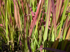 Japanisches Blutgras Red Baron - Imperata cylindrica