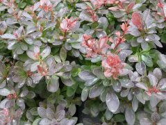 Rote Blutberberitze (Berberis thunbergii Atropurpurea Nana) 20-25 cm, im 1L Container