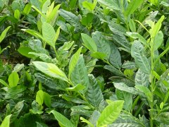 Kirschlorbeer Diana (Prunus laurocerasus Diana), 40-60cm, Container