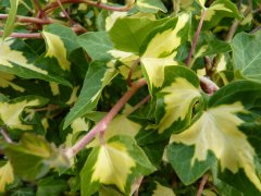 Goldefeu Goldheart - Hedera helix, 40-60 cm gestäbt