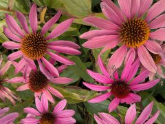 Purpursonnenhut Magnus (Echinacea purpurea Magnus) im P9 (0,5L) Topf