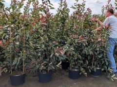 Rote Glanzmispel (Photinia Red Robin) im 15L Container, 150-175 cm