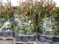 Rote Glanzmispel (Photinia Red Robin) im 3L Container, 100-125 cm