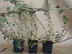 Salix repens argentea (Silber-Kriechweide), 50-80 cm groß im 1L Container Salix repens argentea (Silber-Kriechweide), 50-80 cm groß im 1L Container