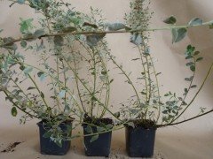 Salix repens argentea (Silber-Kriechweide), 50-80 cm groß im 1L Container