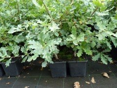 Stieleiche, Quercus Robur, 50-80 cm groß im 1L Container Stieleiche, Quercus Robur, 50-80 cm groß im 1L Container