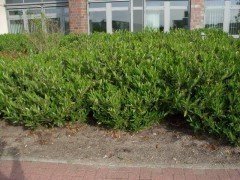 Prunus laurocerasus/Kirschlorbeer Otto Luyken als Topfware