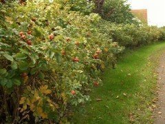 Heckenrose (Rosa rugosa) im 3L Container, 60-100cm groß