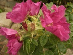 Heckenrose (Rosa rugosa) im C3 Container, 40-60 cm groß