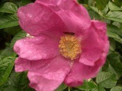 Heckenrose (Rosa rugosa) im 1L Container, 30-40 cm groß