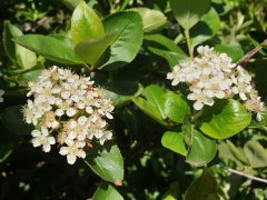 Schwarze Apfelbeere  (Aronia melanocarpa ), 50-80 cm groß