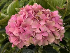 Bauernhortensie Bouquet Rose - Hydrangea macrophylla, 30-40 cm