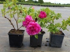 Strauchrose / Beetrose Rosa Rugosa Rotes Meer im 1L Container