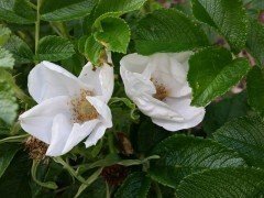 Weiße Heckenrose (Rosa rugosa alba) im C3 Container, 40-60 cm groß