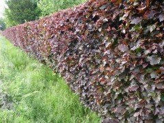 Blutbuche, Fagus sylvatica 'purpurea', Ballenware, 150-175 cm